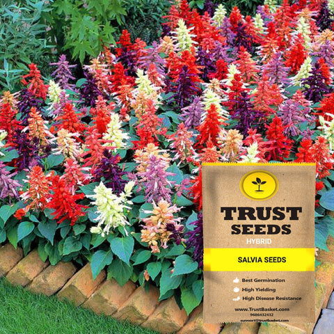 Seeds to start in August Month - Salvia mixed seeds (Hybrid)