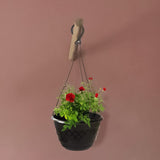 Fern Hanging Basket (Set of 3)