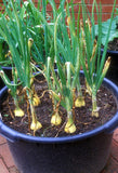 Onion seeds (Hybrid)