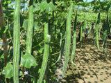 Snake Gourd seeds ( Hybrid )