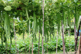 Snake Gourd seeds ( Hybrid )