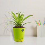 Spider Plant with Attractive Self Watering Pot (Assorted color pot)
