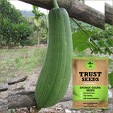 Sponge Gourd Seeds (OP)