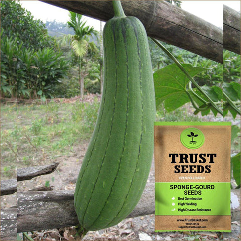 Sponge Gourd Seeds (OP)