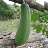 Sponge Gourd Seeds (OP)