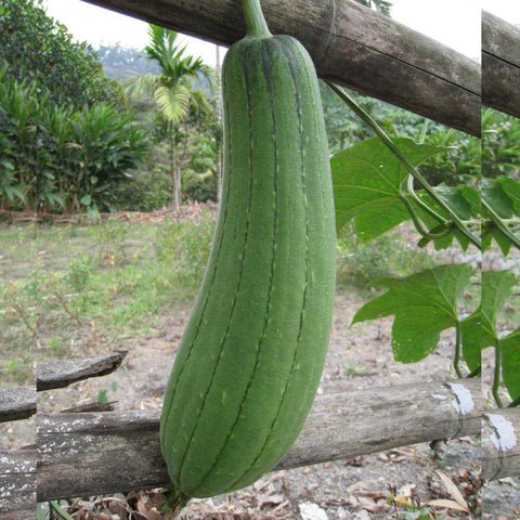 Sponge Gourd Seeds (OP)