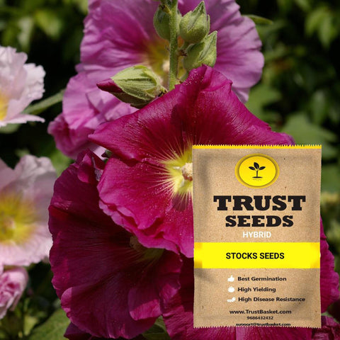 Stocks Seeds (Hybrid)