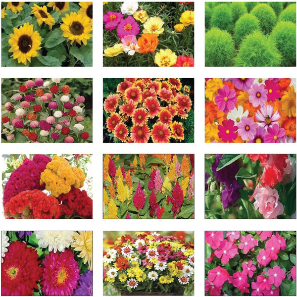 Summer Flower Seeds Kit (Set of 12 Packets)