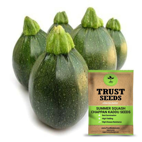 Summer squash - Chappan Kaddu seeds (OP)