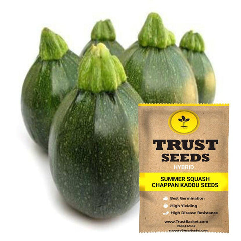 Buy Best Summer Squash Plant Seeds Online - Summer Squash - Chappn Kaddu seeds (Hybrid)