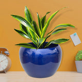 Sunshine Planters Mixed Colours (Set of 4)