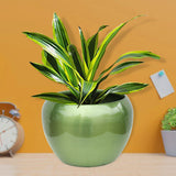 Sunshine Planters Mixed Colours (Set of 4)