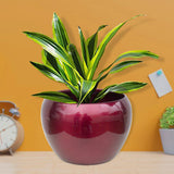 Sunshine Planters Mixed Colours (Set of 4)
