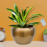 Sunshine Planters Mixed Colours (Set of 4)