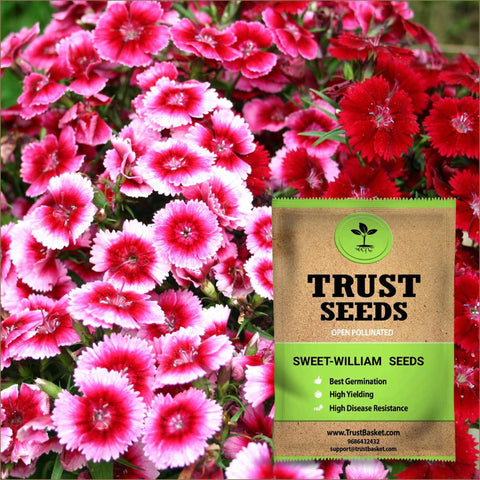 Sweet William Seeds (OP)