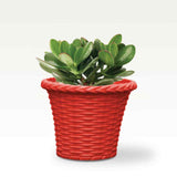 4 inch Round Succulent Planter (Set of 4)