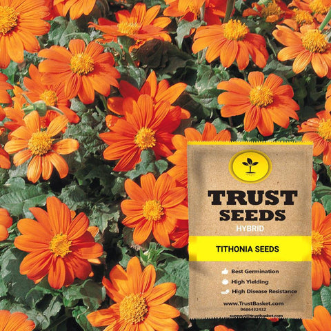 All online products - Tithonia Seeds (Hybrid)