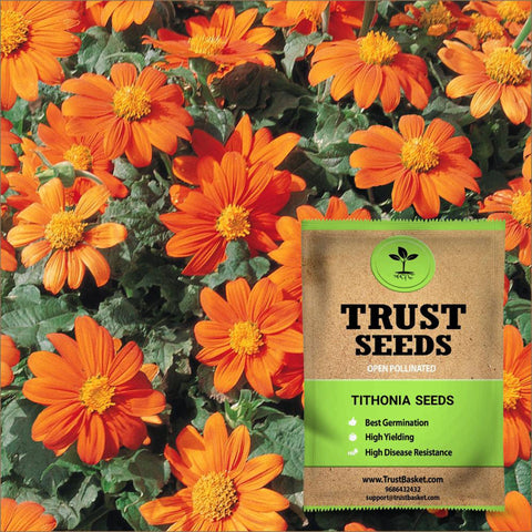 All Flower seeds - Tithonia Seeds (OP)