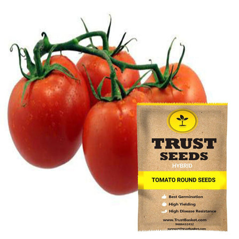 Seeds to start in August Month - Tomato round seeds (Hybrid)