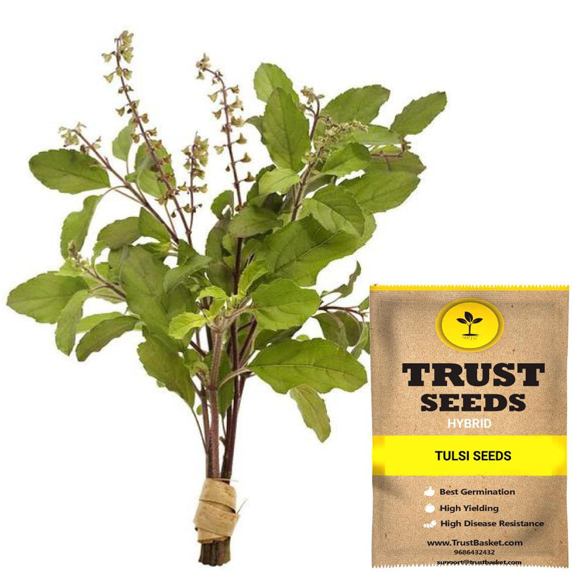 tulsi plant from seeds Buy Tulsi Seeds (Hybrid) Online in India-TrustBasket