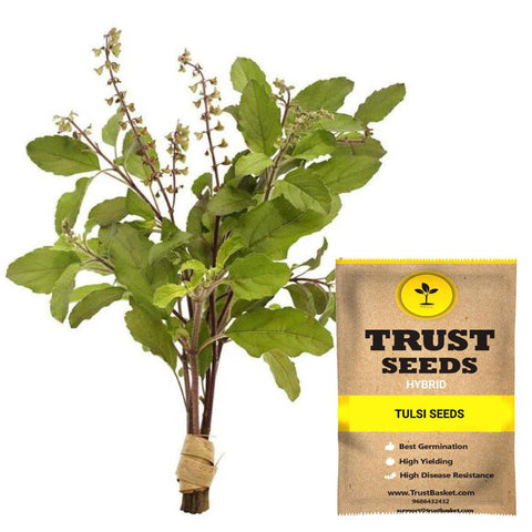 Buy Best Tulsi Plant Seeds Online - Tulsi Seeds (Hybrid)