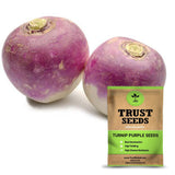 Turnip Purple Seeds (OP)