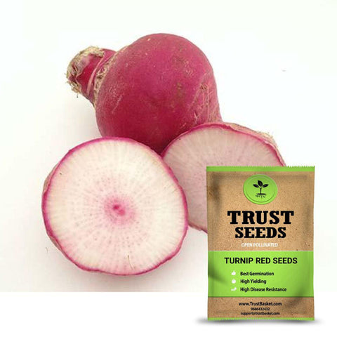 Buy Best Turnip Plant Seeds Online - Turnip Red Seeds (OP)