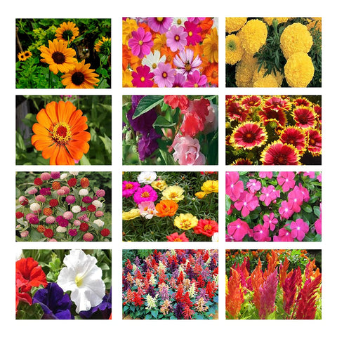 All Flower seeds - Summer Flower Seeds Kit (Set of 12 Packets)