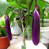 Brinjal long purple seeds (Hybrid)