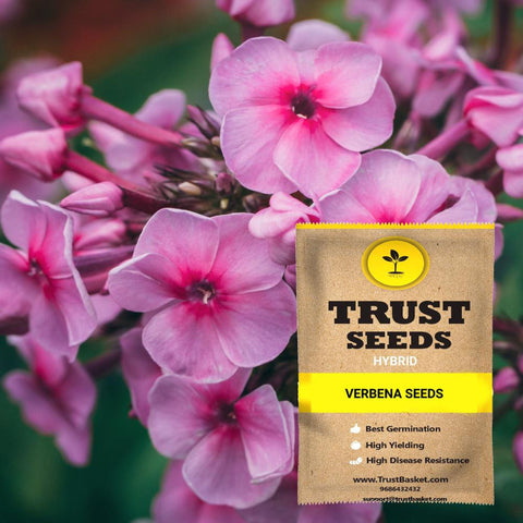 Verbena Seeds (Hybrid)