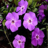 Vinca purple seeds (Hybrid)