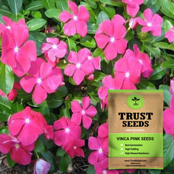 Vinca pink seeds (OP)