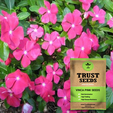 Vinca pink seeds (OP)