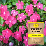 Vinca pink seeds (Hybrid)