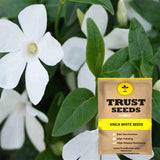 Vinca white seeds (Hybrid)