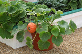 Pumpkin seeds (Hybrid)
