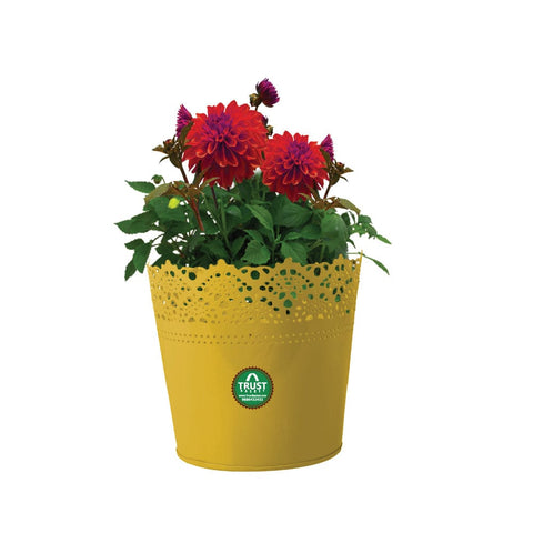 TrustBasket Offers And Promotions - HALF LACE FINISH YELLOW