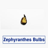 Zephyranthes Flower Bulbs (Set of 5)