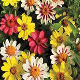 Zinia mixed seeds (Hybrid)