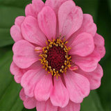 Zinia pink seeds (Hybrid)