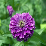 Zinia purple seeds (OP)