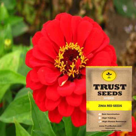 Buy Best Zinia Plant Seeds Online - Zinia red seeds (Hybrid)