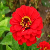 Zinia red seeds (Hybrid)