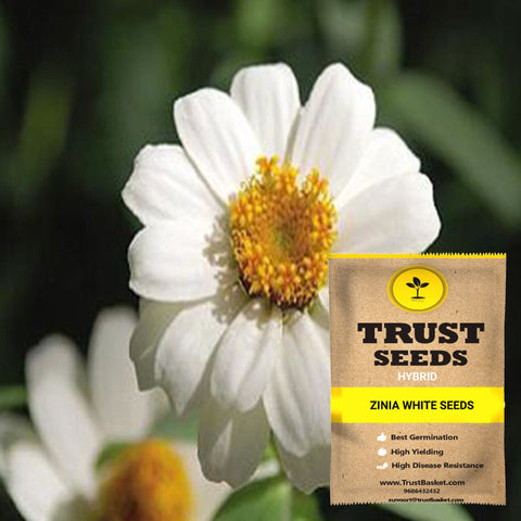 Hybrid Flower seeds - Zinia white seeds (Hybrid)