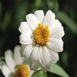 Zinia white seeds (OP)
