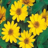 Zinia yellow seeds (OP)