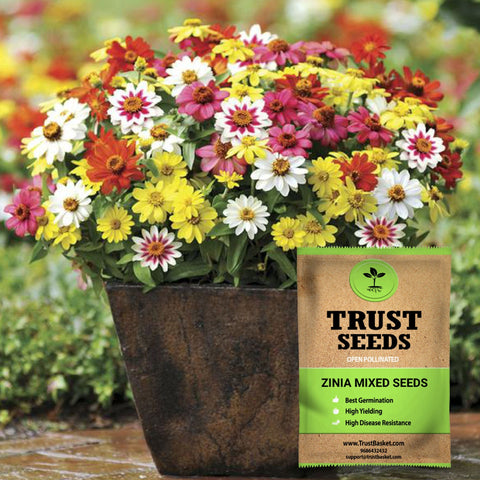 Gardening Products Under 299 - Zinia mixed seeds (OP)