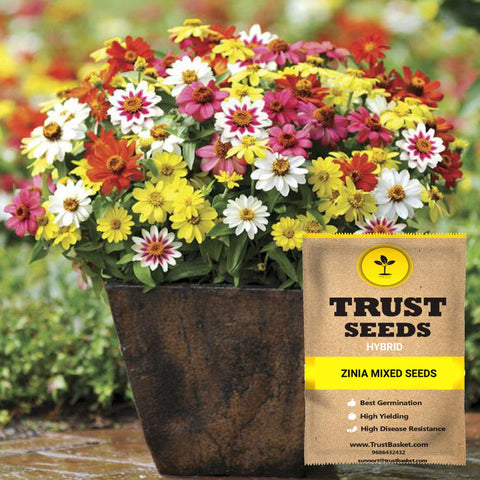 Gardening Products Under 599 - Zinia mixed seeds (Hybrid)