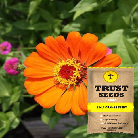 Buy Best Zinia Plant Seeds Online - Zinia orange seeds (Hybrid)