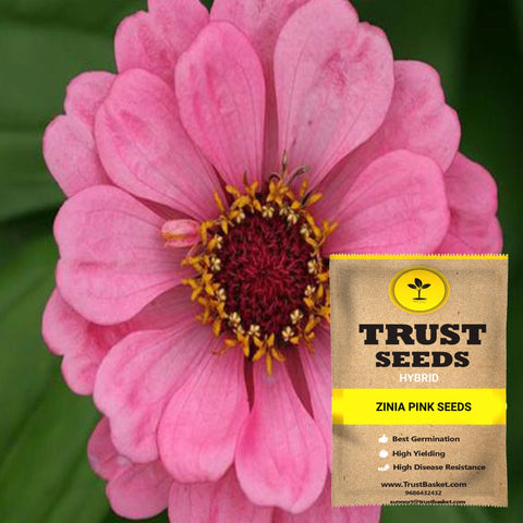 Buy Best Zinia Plant Seeds Online - Zinia pink seeds (Hybrid)